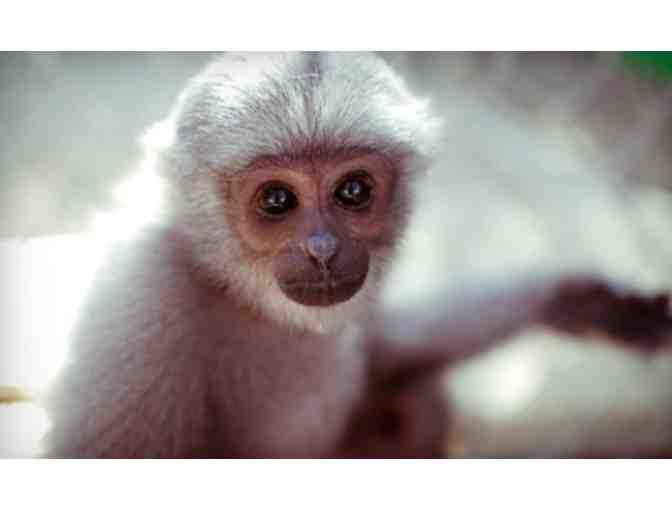 Gibbon Conservation Center: Private tour for 10