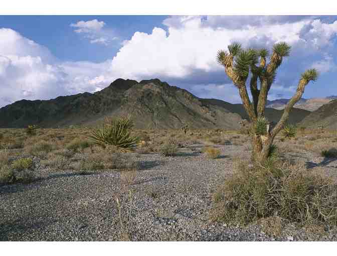 Southwest Adventures: Two Vouchers for a Joshua Tree 1 Day Extravaganza