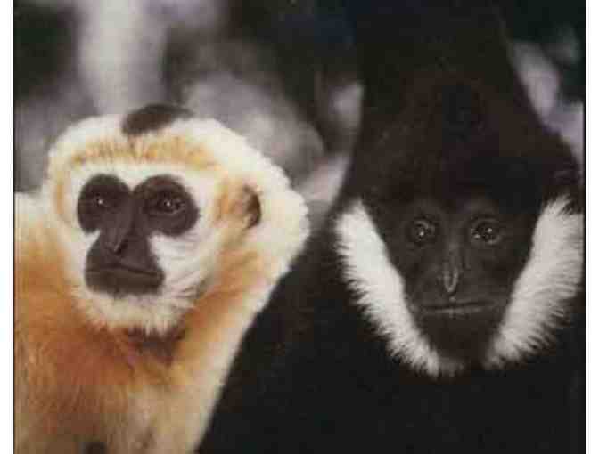 Gibbon Conservation Center: Private Tour for 10