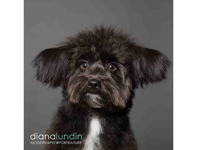 Modern Pet Portraiture by Diana Lundin
