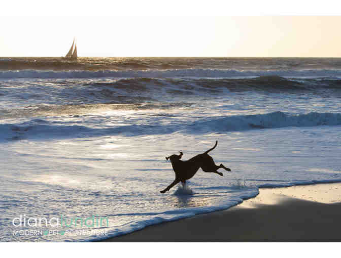 Modern Pet Portraiture by Diana Lundin