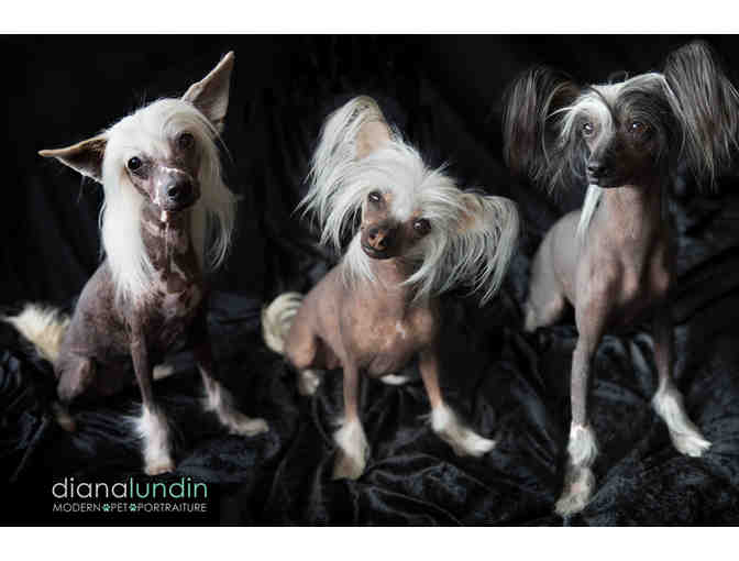 Modern Pet Portraiture by Diana Lundin