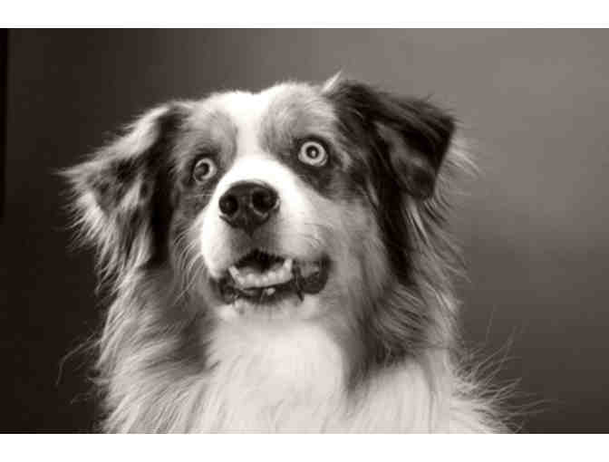 Studio Portrait Session, Voted 'Best Photographer' 4 Consecutive Years