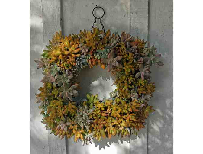 Tender Loving Succulent Gardens: $150 Gift Certificate