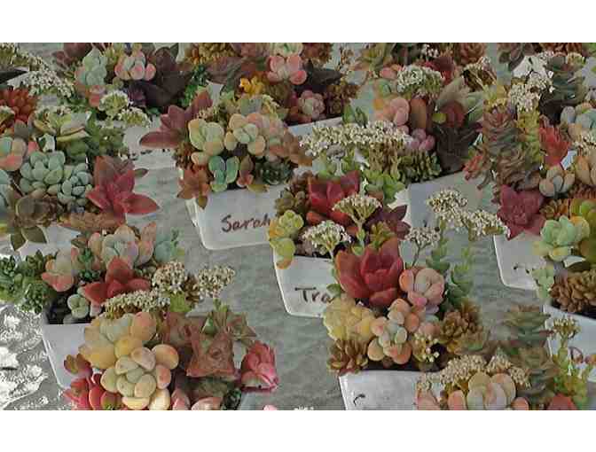 Tender Loving Succulent Gardens: $150 Gift Certificate
