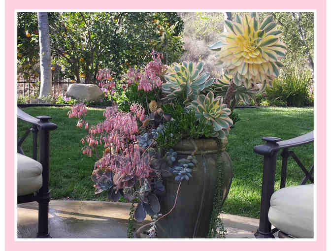 Tender Loving Succulent Gardens: $150 Gift Certificate