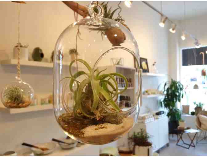 ACORN HOME/GARDEN/GIFT/DESIGN: $100 Gift Certificate