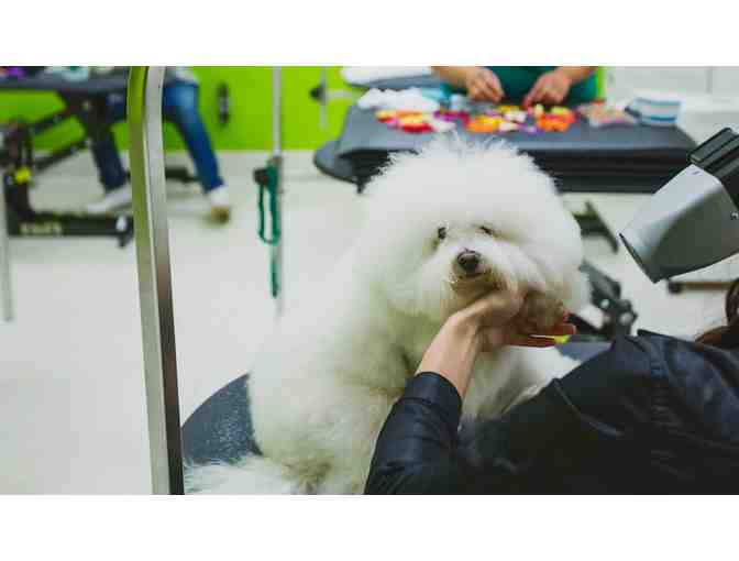 Healthy Spot - Pamper your pooch with a Deluxe Spa Gift Certificate