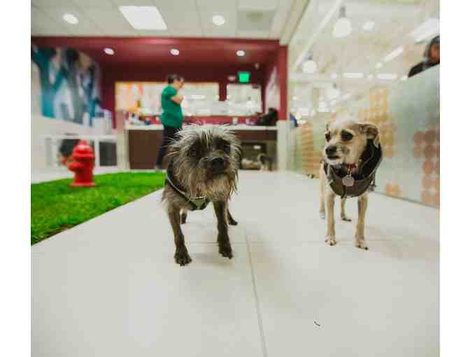 Healthy Spot - Pamper your pooch with a Deluxe Spa Gift Certificate