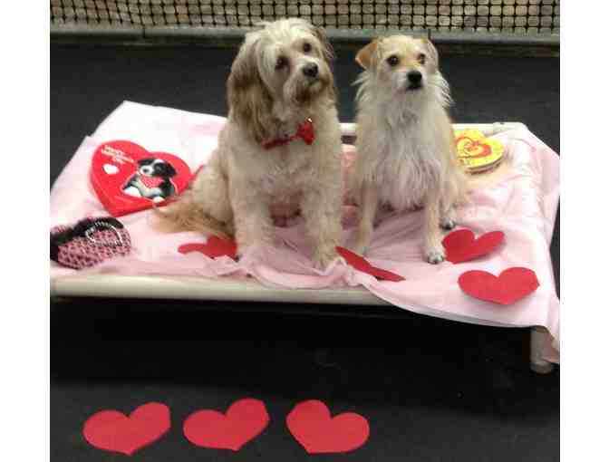 Wonder Dog Ranch: Dog day care and boarding