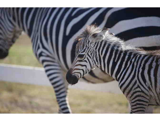 Malibu Family Wines: Wine Safari for Two