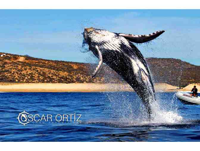 Cabo Expeditions: Whale Watching for Four People