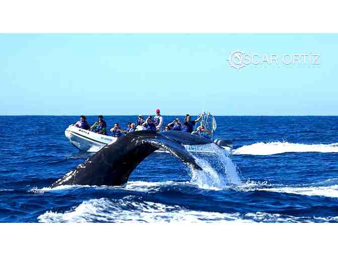 Cabo Expeditions: Whale Watching for Four People - Photo 2