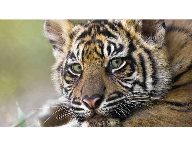 San Diego Zoo: $200 Gift Card - Photo 5