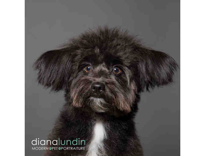 Modern Pet Portraiture by Diana Lundin: Custom Pet Photography Portrait Session