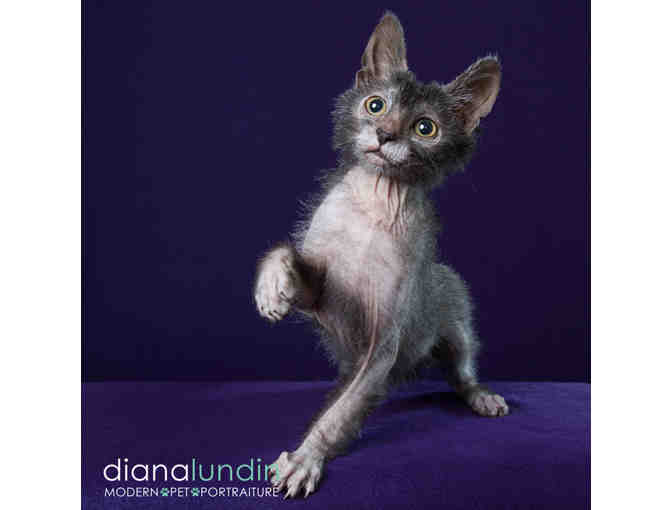 Modern Pet Portraiture by Diana Lundin: 2 Hour Pet Custom Photo Shoot