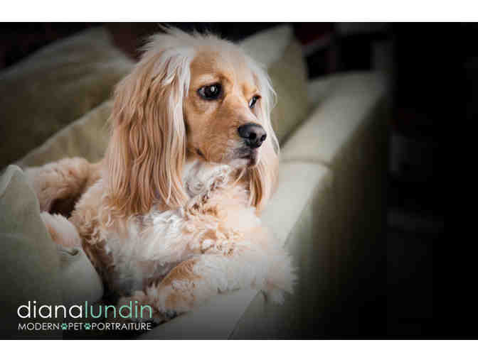 Modern Pet Portraiture by Diana Lundin: 2 Hour Pet Custom Photo Shoot