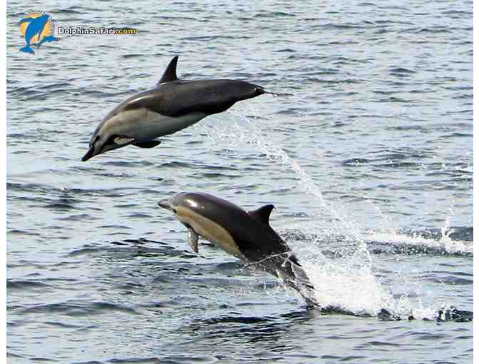 Captain Dave's Dolphin & Whale Watching Safari for 2 Adults
