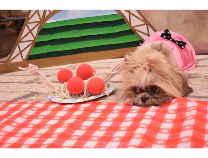 Centinela Feed & Pet Supplies: Doggie Gift Basket - Photo 5