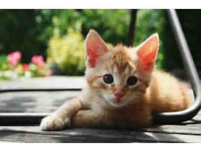 Centinela Feed & Pet Supplies: Kitty Cat Gift Basket - Photo 3