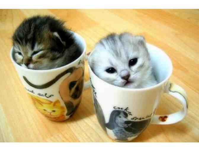 Centinela Feed & Pet Supplies: Kitty Cat Gift Basket - Photo 1
