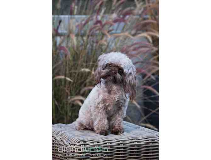 Modern Pet Portraiture by Diana Lundin: Custom Pet Photo Shoot