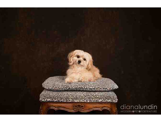 Modern Pet Portraiture by Diana Lundin: Custom Pet Photo Shoot