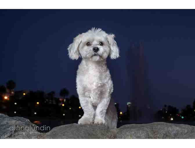 Modern Pet Portraiture by Diana Lundin: Custom Pet Photo Shoot