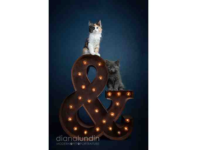 Modern Pet Portraiture by Diana Lundin: Custom Pet Photo Shoot