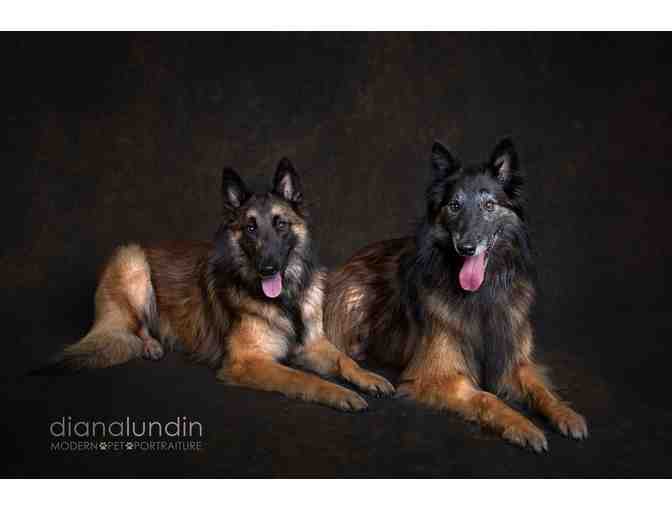 Modern Pet Portraiture by Diana Lundin: Custom Pet Photo Shoot