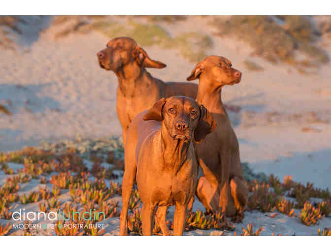 Modern Pet Portraiture by Diana Lundin: Custom Pet Photo Shoot