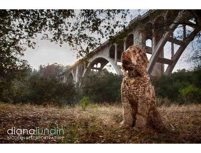 Modern Pet Portraiture by Diana Lundin: Custom Pet Photo Shoot