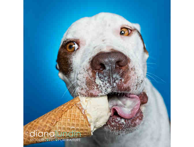 Modern Pet Portraiture by Diana Lundin: Custom Pet Photo Shoot