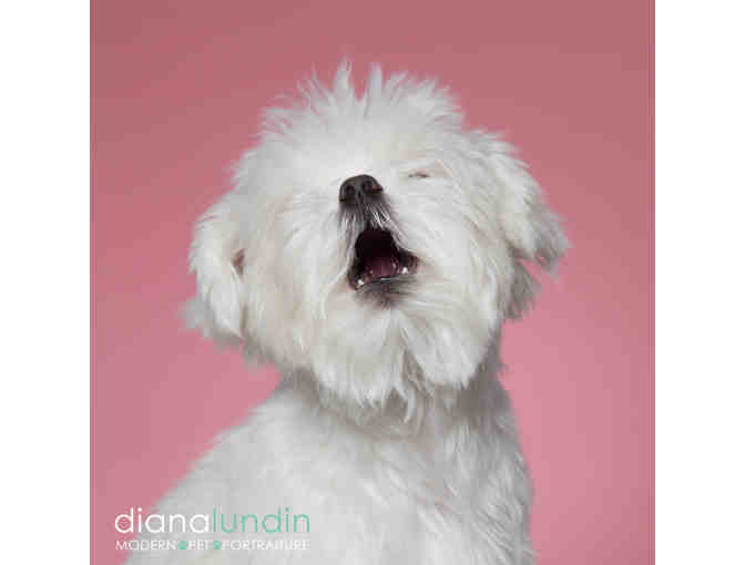 Modern Pet Portraiture by Diana Lundin: Custom Pet Photo Shoot