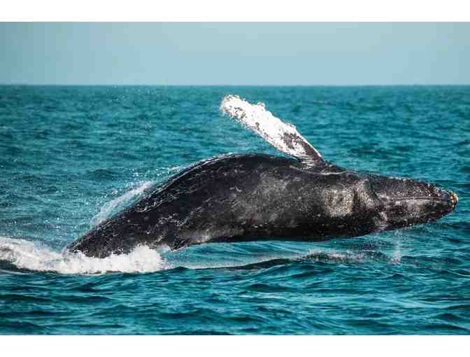Newport Landing Whale Watching: $100 Gift Card