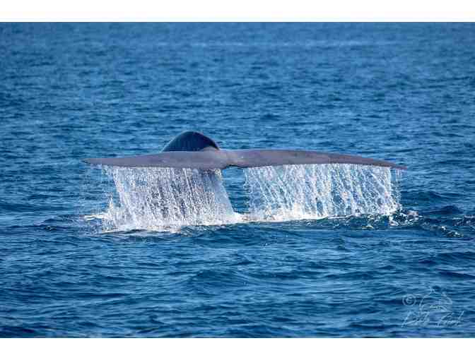 Newport Landing Whale Watching: $100 Gift Card