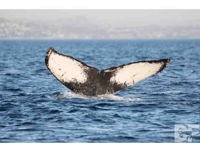 Newport Landing Whale Watching: $100 Gift Card