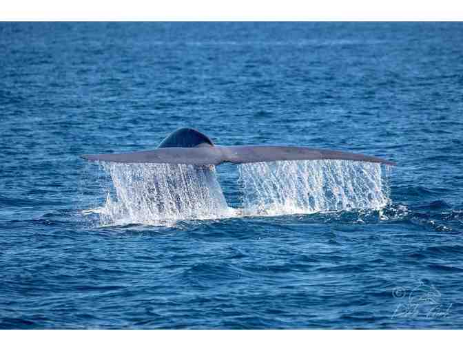 Newport Landing Whale Watching: $100 Gift Card