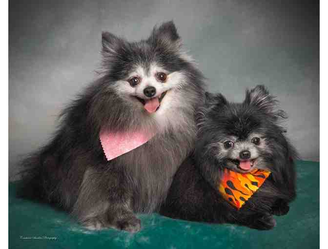 Gift certificate for a dog portrait session