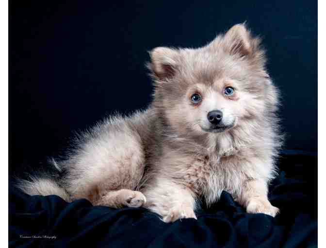 Gift certificate for a dog portrait session