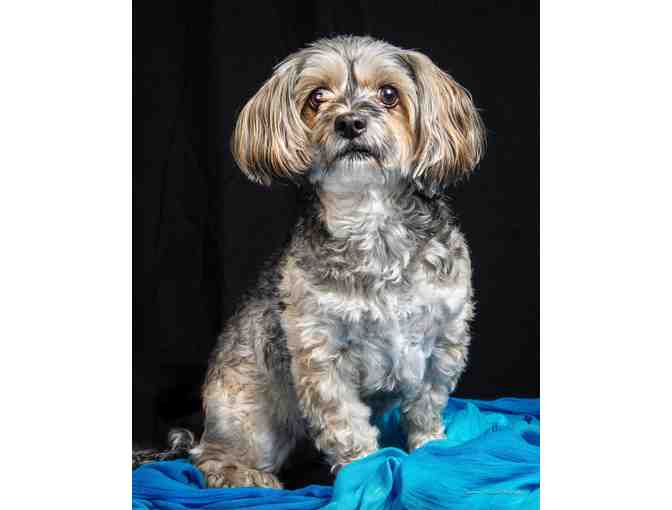 Gift certificate for a dog portrait session