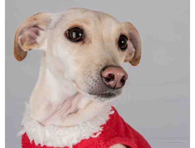 Gift certificate for a dog portrait session