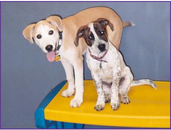 One Night Sleepover or Two Doggie Daycare Playdates at Monster Mutt