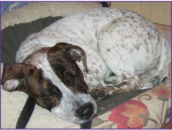 One Night Sleepover or Two Doggie Daycare Playdates at Monster Mutt