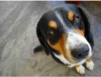 Gift Certificate for a Free Office Visit to The Garden Vet