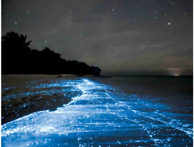 Tour Bio-Art Lab Genspace with Nurit Bar-Shai: Extract Strawberry DNA and Drink a Daquiri