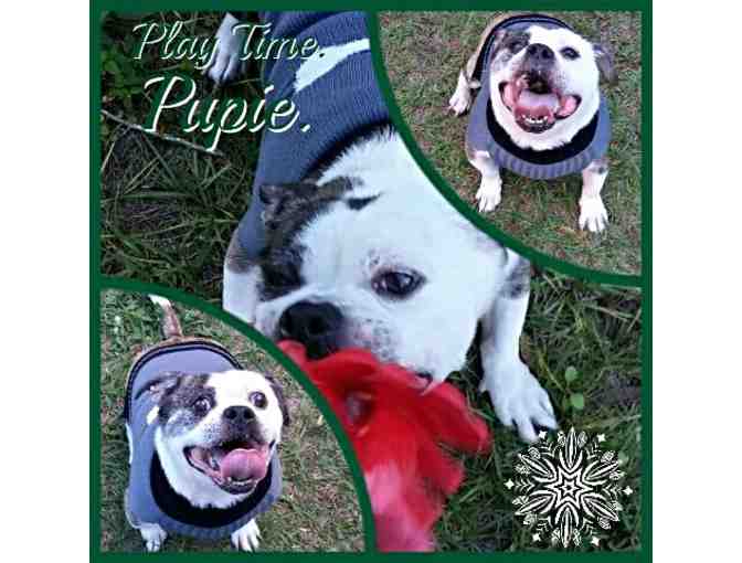 Sponsor Pupi - A Special Needs Pekingese/Pitbull