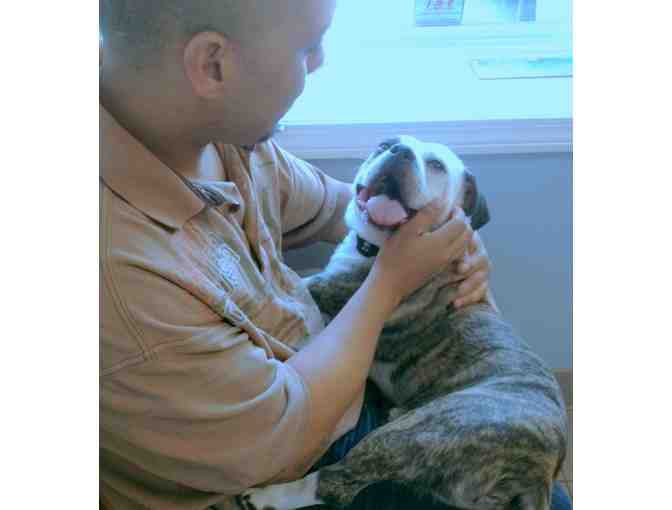 Sponsor Pupi - A Special Needs Pekingese/Pitbull