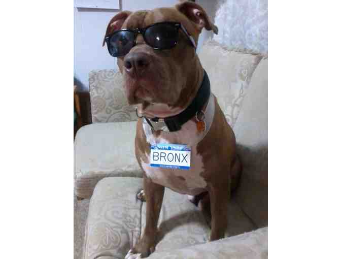 Sponsor Bronx - A Special Needs Pitbull