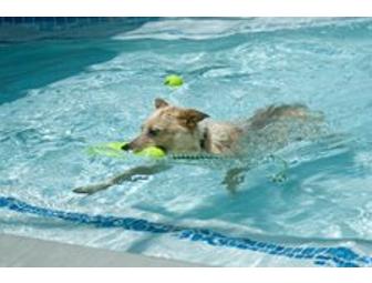 Enchantment Pet Resort & Spa Gift Card